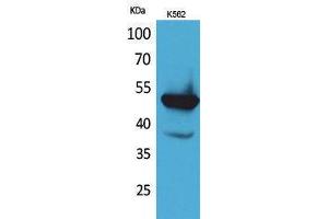 Image no. 1 for anti-Vitamin K-dependent protein C (PROC) (Internal Region) antibody (ABIN3187756)