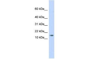 Image no. 1 for anti-Adipogenesis Associated Mth938 Domain Containing (AAMDC) (Middle Region) antibody (ABIN2786180)