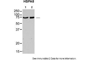Image no. 2 for anti-Heat Shock 70kDa Protein 8 (HSPA8) (N-Term) antibody (ABIN2783374)