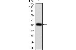 Image no. 2 for anti-Unc-51 Like Kinase 2 (ULK2) (AA 1-155) antibody (ABIN5542414)