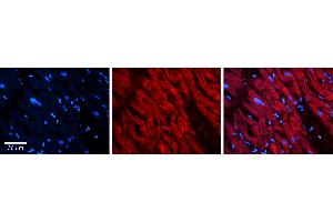 Image no. 1 for anti-Autophagy Related 13 (ATG13) (N-Term) antibody (ABIN2789823)
