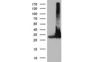 Image no. 2 for anti-Proteasome Subunit alpha 4 (PSMA4) antibody (ABIN1500458)