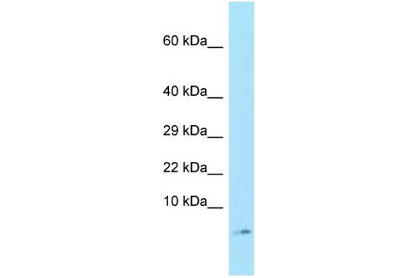 anti-Small EDRK-Rich Factor 1A (Telomeric) (SERF1A) (N-Term) antibody