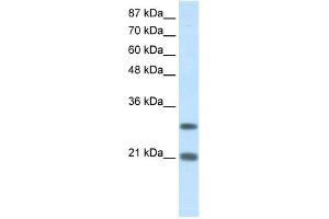 Image no. 2 for anti-Msh Momeobox 2 (Msx2) (N-Term) antibody (ABIN2780427)