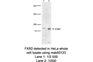 Image no. 1 for anti-Fragile X Mental Retardation, Autosomal Homolog 2 (FXR2) (AA 414-658), (C-Term) antibody (ABIN363277)