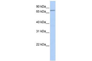Image no. 1 for anti-F-Box Protein 42 (FBXO42) (Middle Region) antibody (ABIN2783173)