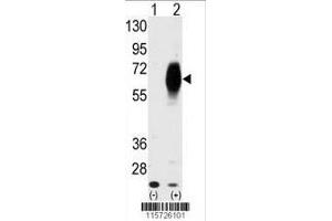 Image no. 2 for anti-Anti-Mullerian Hormone Receptor, Type II (AMHR2) (AA 374-402), (C-Term) antibody (ABIN391175)