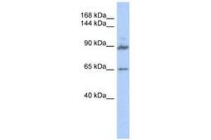 Image no. 1 for anti-G Protein-Coupled Receptor Associated Sorting Protein 2 (GPRASP2) (AA 539-588) antibody (ABIN6741147)
