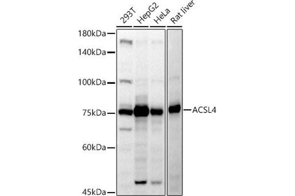 ACSL4 anticorps  (AA 1-280)