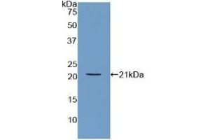 ARPC4 antibody  (AA 3-165)