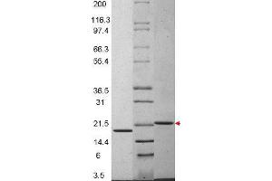 Image no. 1 for Interleukin 29 (IL29) protein (ABIN6700108)