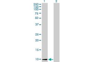 Western Blot analysis of CCL26 expression in transfected 293T cell line by CCL26 MaxPab polyclonal antibody.