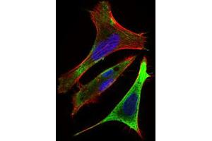 Image no. 5 for anti-Ring Finger Protein 1 (RING1) (AA 79-263) antibody (ABIN1724897)