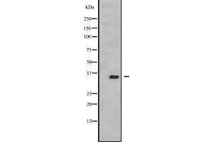 Image no. 2 for anti-Testis-Specific Serine Kinase 3 (TSSK3) (N-Term) antibody (ABIN6258340)
