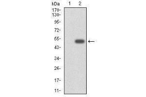 Image no. 7 for anti-Cytochrome P450, Family 3, Subfamily A, Polypeptide 4 (CYP3A4) antibody (ABIN1106886)
