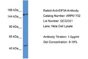 Image no. 1 for anti-Eukaryotic Translation Initiation Factor 3 Subunit A (EIF3A) (C-Term) antibody (ABIN2788872)