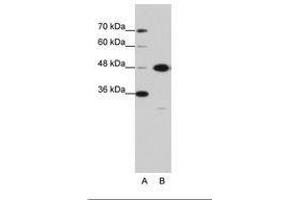 Image no. 2 for anti-Obg-Like ATPase 1 (OLA1) (AA 104-153) antibody (ABIN6736213)