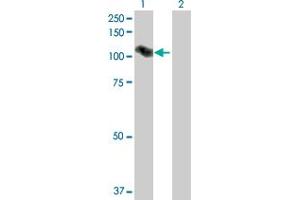 Western Blot analysis of ARMC2 expression in transfected 293T cell line by ARMC2 MaxPab polyclonal antibody.