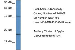 Image no. 1 for anti-Copper Chaperone For Superoxide Dismutase (CCS) (C-Term) antibody (ABIN2788650)