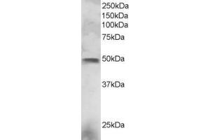 Image no. 2 for anti-E74-Like Factor 3 (Ets Domain Transcription Factor, Epithelial-Specific) (ELF3) (C-Term) antibody (ABIN184777)