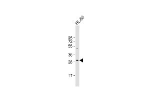 HLA-DRB5 Antikörper  (AA 43-70)