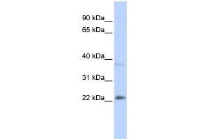 Image no. 1 for anti-Sex Determining Region Y (SRY) (Middle Region) antibody (ABIN2776027)