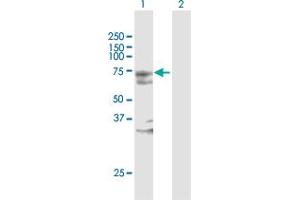 Image no. 2 for anti-MYST Histone Acetyltransferase 2 (MYST2) (AA 1-611) antibody (ABIN524561)