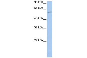 Image no. 1 for anti-Membrane Bound O-Acyltransferase Domain Containing 1 (MBOAT1) (N-Term) antibody (ABIN631638)