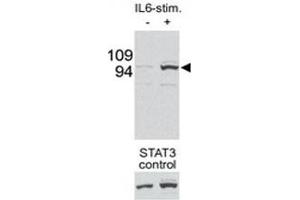 Image no. 2 for anti-Signal Transducer and Activator of Transcription 3 (Acute-Phase Response Factor) (STAT3) (pSer727) antibody (ABIN3032570)