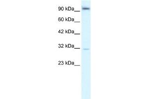 Image no. 2 for anti-Aryl Hydrocarbon Receptor (AHR) (N-Term) antibody (ABIN2779518)