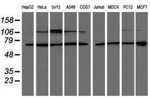 Image no. 4 for anti-Proteasome (Prosome, Macropain) 26S Subunit, Non-ATPase, 3 (PSMD3) antibody (ABIN1499980)