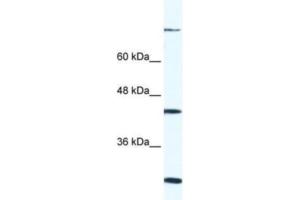 anti-FYVE, RhoGEF and PH Domain Containing 1 (FGD1) (C-Term) antibody