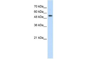Image no. 1 for anti-Pre-mRNA Processing Factor 19 (PRPF19) (Middle Region) antibody (ABIN2773819)