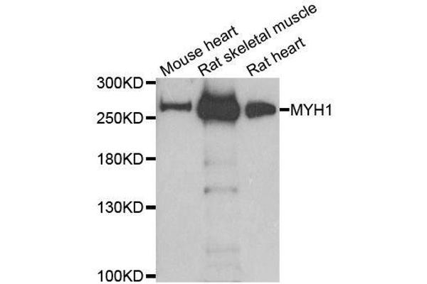 MYH1 anticorps  (AA 1-100)