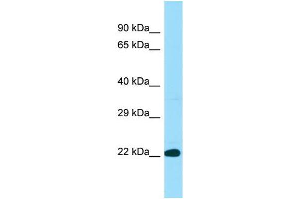 anti-Biogenesis of Lysosomal Organelles Complex-1, Subunit 3 (BLOC1S3) (N-Term) antibody