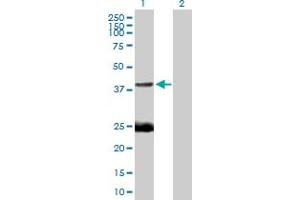 Western Blot analysis of EAF1 expression in transfected 293T cell line by EAF1 MaxPab polyclonal antibody.