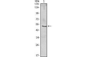 Image no. 1 for anti-NF-kappa-B inhibitor beta (NFKBIB) antibody (ABIN969314)