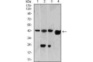 Image no. 4 for anti-SH3-Domain GRB2-Like 1 (SH3GL1) (AA 12-119) antibody (ABIN5542542)