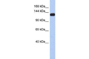Image no. 1 for anti-Potassium Voltage-Gated Channel, Subfamily H (Eag-Related), Member 7 (KCNH7) (Middle Region) antibody (ABIN2776269)