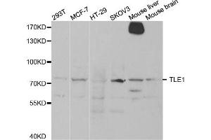 Image no. 3 for anti-Transducin-Like Enhancer of Split 1 (E(sp1) Homolog, Drosophila) (TLE1) antibody (ABIN1876687)