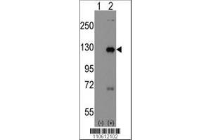 Image no. 1 for anti-Dishevelled Associated Activator of Morphogenesis 1 (DAAM1) (AA 1034-1063), (C-Term) antibody (ABIN389180)