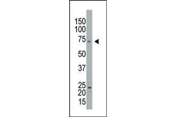 anti-Cell Cycle Associated Protein 1 (Caprin-1) (AA 615-649), (C-Term) antibody