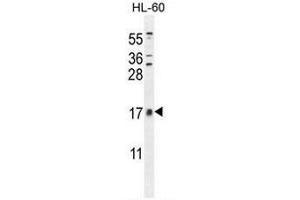 Image no. 4 for anti-Cornichon Homolog 2 (CNIH2) (AA 38-67), (N-Term) antibody (ABIN951666)
