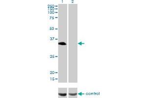 Image no. 3 for anti-Hepatic Leukemia Factor (HLF) (AA 1-295) antibody (ABIN561276)