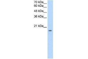 Image no. 1 for anti-Sphingosine-1-Phosphate Receptor 5 (S1PR5) (N-Term) antibody (ABIN2775524)