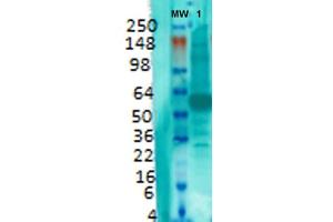 Image no. 1 for anti-Solute Carrier Family 17 (Vesicular Glutamate Transporter), Member 7 (SLC17A7) (AA 493-560) antibody (HRP) (ABIN2483728)