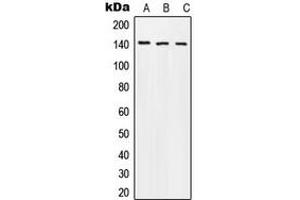 Image no. 2 for anti-Amyloid beta (Abeta) (C-Term), (pSer743) antibody (ABIN2704525)
