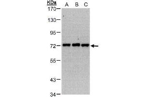 Image no. 1 for anti-Phosphatidylinositol-4-Phosphate 5-Kinase, Type I, gamma (PIP5K1C) (Internal Region) antibody (ABIN2856135)