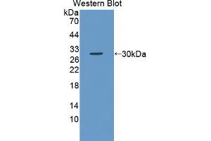 Image no. 2 for anti-SFRS Protein Kinase 2 (SRPK2) (AA 380-617) antibody (ABIN5014350)