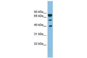 Image no. 1 for anti-LETM1 Domain Containing 1 (LETMD1) (Middle Region) antibody (ABIN635328)